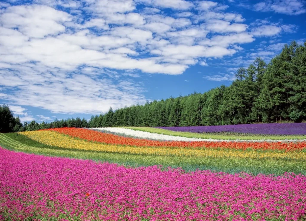 Field of flowers flourishing
