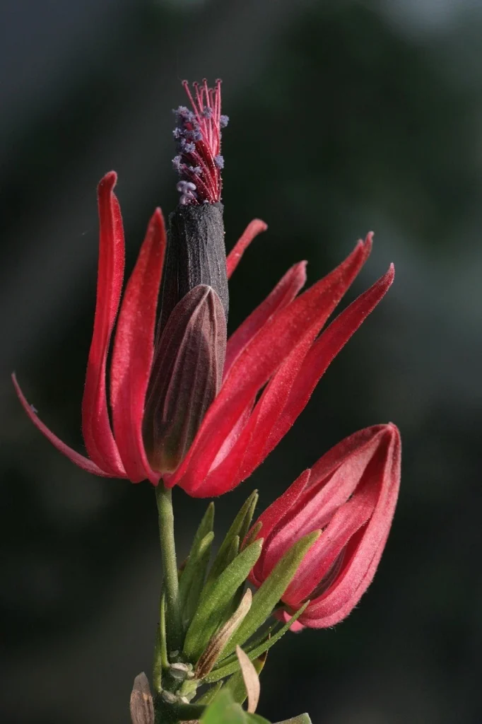 Flower slowly blossoming