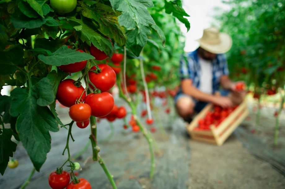 Harvesting verb